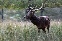 SteCroix 16-09-30 0464   Photos ACG 2016