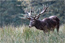 SteCroix 16-09-30 0469   Photos ACG 2016