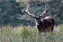 SteCroix 16-09-30 0473   Photos ACG 2016