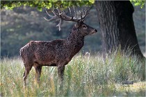 SteCroix 16-09-30 0487   Photos ACG 2016