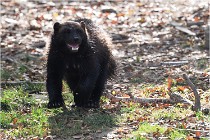 SteCroix 16-09-30 0506   Photos ACG 2016