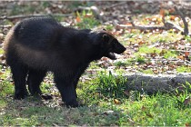 SteCroix 16-09-30 0511   Photos ACG 2016