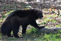 SteCroix 16-09-30 0521   Photos ACG 2016