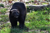 SteCroix 16-09-30 0527   Photos ACG 2016