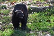 SteCroix 16-09-30 0530   Photos ACG 2016