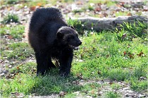 SteCroix 16-09-30 0534   Photos ACG 2016