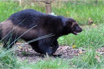 SteCroix 16-09-30 0537   Photos ACG 2016