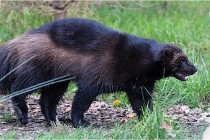 SteCroix 16-09-30 0540   Photos ACG 2016