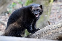 SteCroix 16-09-30 0564   Photos ACG 2016