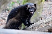 SteCroix 16-09-30 0565   Photos ACG 2016