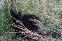 SteCroix 16-09-30 0568   Photos ACG 2016