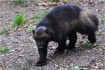 SteCroix 16-09-30 0573   Photos ACG 2016