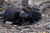 SteCroix 16-09-30 0577   Photos ACG 2016