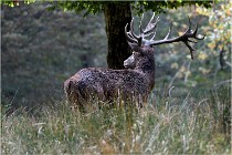 SteCroix 16-09-30 0585   Photos ACG 2016