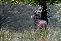 SteCroix 16-09-30 0587   Photos ACG 2016