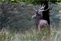 SteCroix 16-09-30 0589   Photos ACG 2016