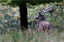 SteCroix 16-09-30 0592   Photos ACG 2016