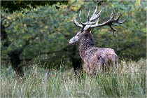 SteCroix 16-09-30 0595   Photos ACG 2016