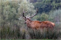 SteCroix 16-09-30 0603   Photos ACG 2016