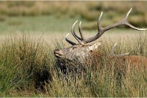 SteCroix 16-09-30 0612   Photos ACG 2016