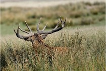 SteCroix 16-09-30 0617   Photos ACG 2016