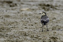 Cugnaux 16-10-11 2200   Photos ACG 2016