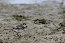 Cugnaux 16-10-11 2204   Photos ACG 2016