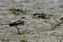 Cugnaux 16-10-11 2208   Photos ACG 2016