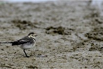 Cugnaux 16-10-11 2209   Photos ACG 2016