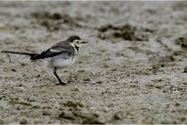 Cugnaux 16-10-11 2210   Photos ACG 2016