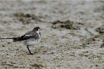 Cugnaux 16-10-11 2212   Photos ACG 2016