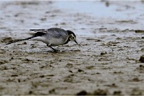 Cugnaux 16-10-11 2217   Photos ACG 2016