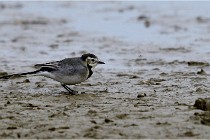 Cugnaux 16-10-11 2220   Photos ACG 2016