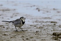 Cugnaux 16-10-11 2221   Photos ACG 2016