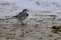 Cugnaux 16-10-11 2222   Photos ACG 2016