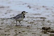 Cugnaux 16-10-11 2223   Photos ACG 2016