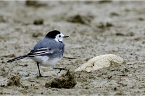 Cugnaux 16-10-11 2224   Photos ACG 2016