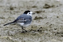 Cugnaux 16-10-11 2227   Photos ACG 2016