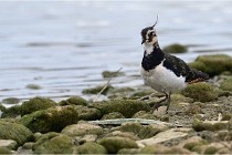 Cugnaux 16-10-11 2252   Photos ACG 2016