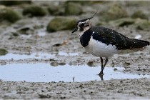 Cugnaux 16-10-11 2270   Photos ACG 2016