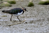 Cugnaux 16-10-11 2278   Photos ACG 2016