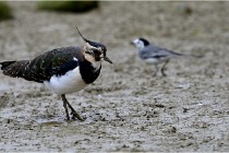 Cugnaux 16-10-11 2290   Photos ACG 2016