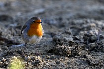 Cugnaux 16-10-11 2685   Photos ACG 2016