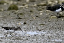 Cugnaux 16-10-11 2777   Photos ACG 2016