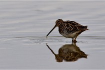 Cugnaux 16-10-11 2783   Photos ACG 2016