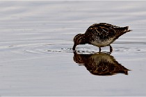 Cugnaux 16-10-11 2785   Photos ACG 2016