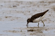 Cugnaux 16-10-11 2788   Photos ACG 2016