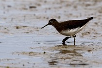 Cugnaux 16-10-11 2789   Photos ACG 2016