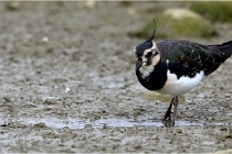 Cugnaux 16-10-11 2801   Photos ACG 2016