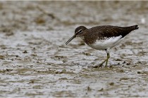 Cugnaux 16-10-11 2811   Photos ACG 2016